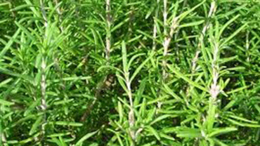 Biberiye (Rosmarinus officinalis) - 2